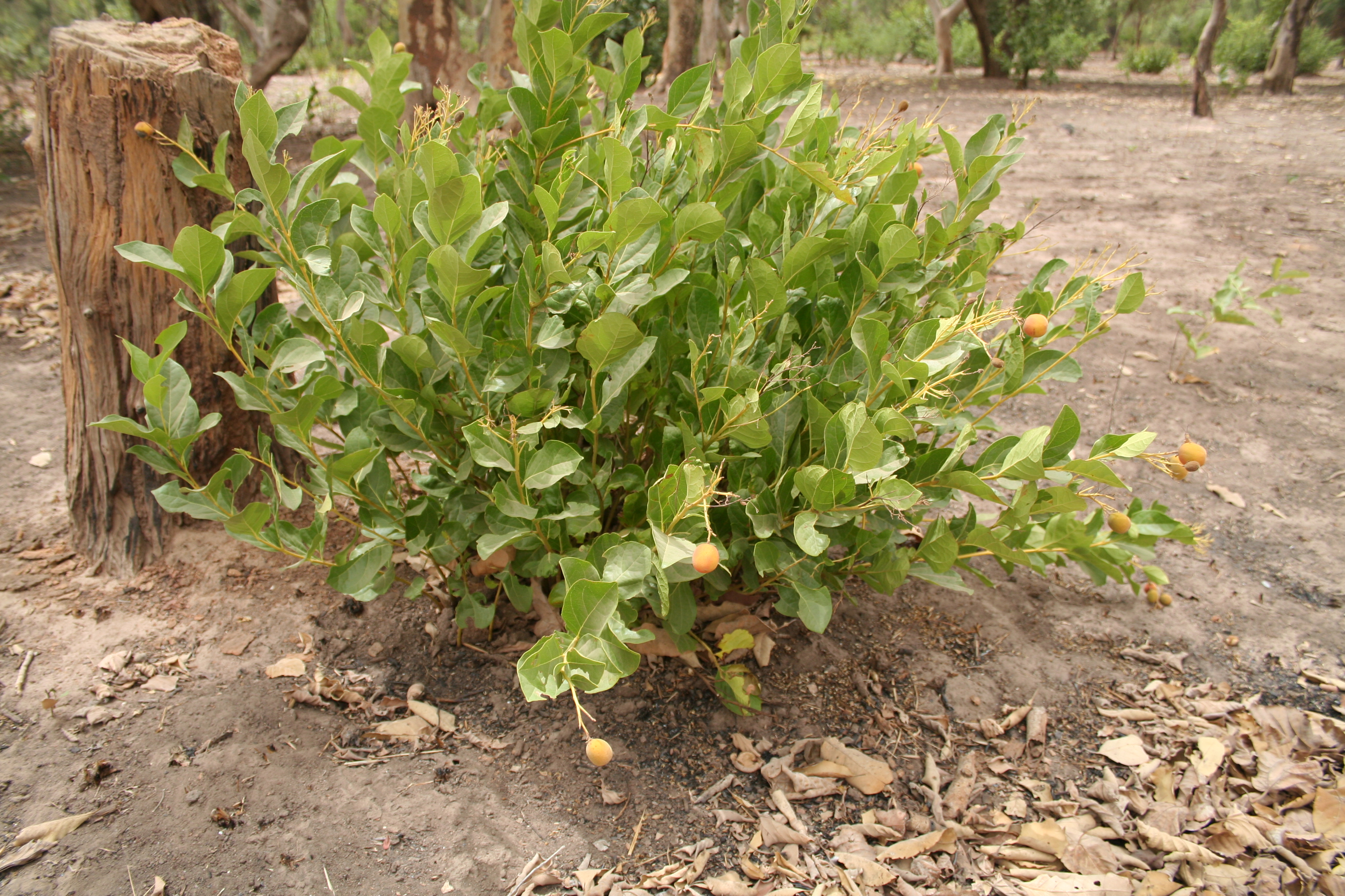 Представитель Семейства Icacinaceae